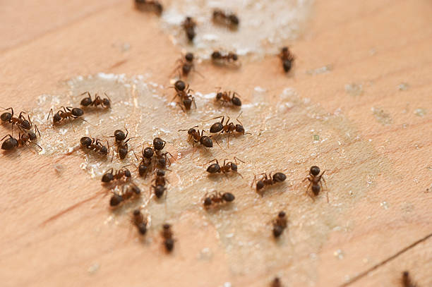 Best Cockroach Control Services  in West Newton, PA